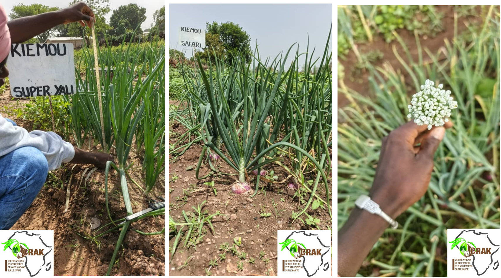 Recherche, production de semences et accompagnement de la fi…